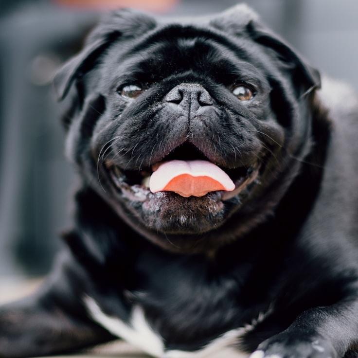 Portrait of Alex Rivera, community mentor and Italian cuisine specialist